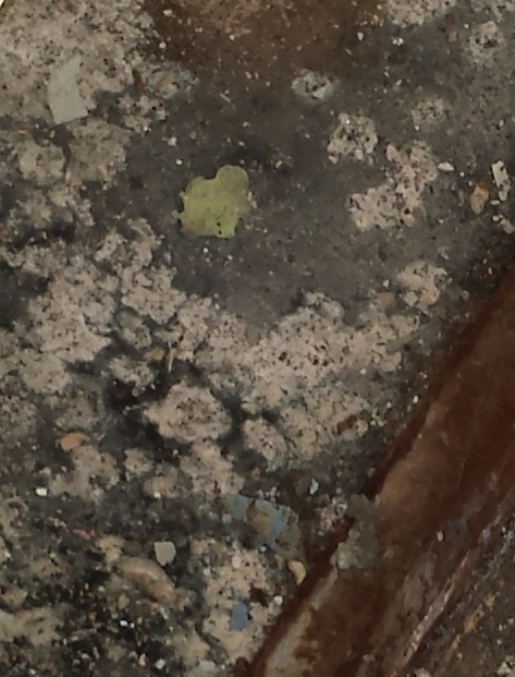 Mold growth on underside of water damaged plasterboard